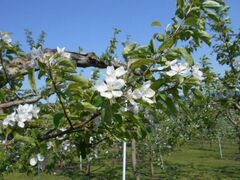 �X�s�Q����񂲉Ԃ܂�̎ʐ^1