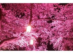 ���������@�����C�g�A�b�v�̎ʐ^1