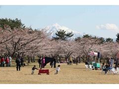 ����s�t�܂�̎ʐ^1