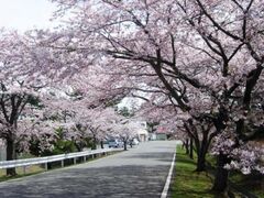 �Ђ�Ȃ��̏t�܂�̎ʐ^1