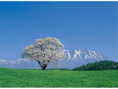 �����_��̍��̎ʐ^1