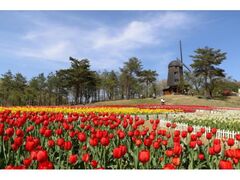 �X�Ɛ��ƃ`���[���b�v�t�F�X�e�B�o���i�y�Ē��̃`���[���b�v���J���j�̎ʐ^1