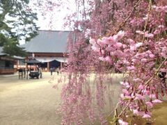 �щz���̍��̎ʐ^1