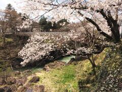 �����k�̍��̎ʐ^1