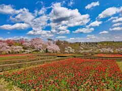 11��20���{�̃`���[���b�v�@in�@Ark�ك��X�̎ʐ^1