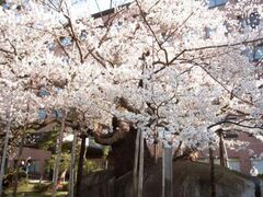 �Ί����̊ύ��̎ʐ^1