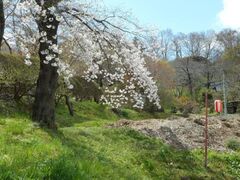 �ގR�����̍��̎ʐ^1