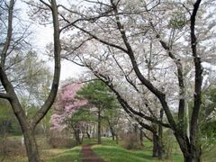 �����S�N�L�O�����̍��̎ʐ^1