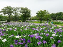 �R���j�Ռ����̂���߂̎ʐ^1