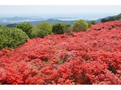 �����R�̃c�c�W�̎ʐ^1