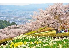 ���z�̑��̍��̎ʐ^1