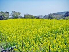 �p���i�Y�ˏ����j�̍؂̉Ԃ̎ʐ^1