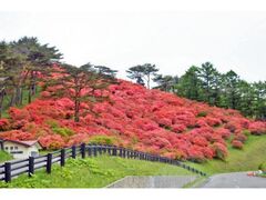 �c���R�̃c�c�W�̎ʐ^1