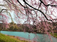 ��_�ӂꂠ���̐X�̍��̎ʐ^1