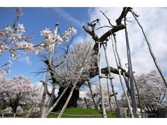 �ɍ���̋v�ۃU�N���̊J�Ԃ̎ʐ^1