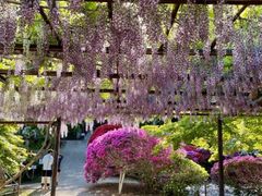 �ւ̕@�ӂ��Ղ�̎ʐ^1