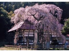 �i�򎛂̍��̎ʐ^1