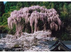 ���ڎ����̎ʐ^1