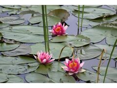 ��Ό����̃R�E�z�l�ƃX�C�����̎ʐ^1