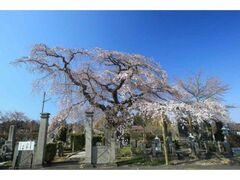 �ƌ����̈�{���̎ʐ^1