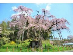 �g�}���n���U�N���̎ʐ^1