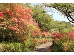 ��ՎR�����̂��̎ʐ^1