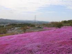 �W���s�A�����h�Ђ炽�ō��܂�̎ʐ^1