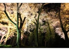 �_���ِ_�Ђ̃G�h�q�K���̎ʐ^1