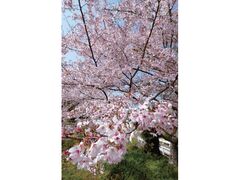 �Ђ���������������܂�̎ʐ^1