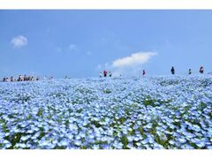 ���c�Ђ����C�l�����̃l���t�B���̎ʐ^1