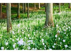 ���΂炫�t�����[�p�[�N�@�V���K�̌����̎ʐ^1