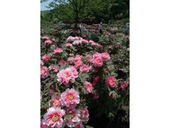 ���΂炫�t�����[�p�[�N�@�{�^���̌����̎ʐ^1