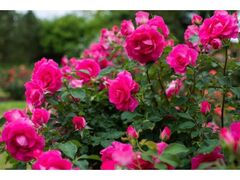 ���΂炫�t�����[�p�[�N�̃o���̎ʐ^1