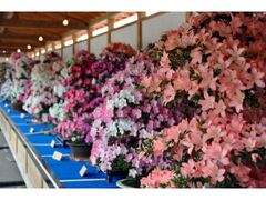 ���������Ղ�̎ʐ^1