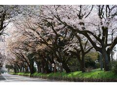 �����X�������؂̎ʐ^1