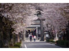 �T�ؐ_�Ђ̍��̎ʐ^1