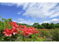 ���������̃c�c�W�̎ʐ^1