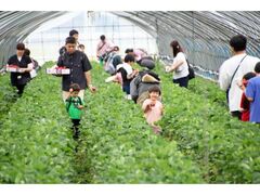 �^���������t�F�X�^�i�^���������܂�j�̎ʐ^1