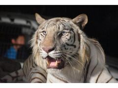 �Q�n�T�t�@���p�[�N�@�i�C�g�T�t�@���o�X�c�A�[�̎ʐ^1