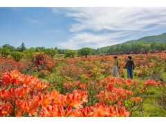 �ԏ�R�@�c�c�W�̌����̎ʐ^1