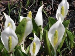 �吴���~�Y�o�V���E�J�Ԃ̎ʐ^1