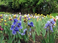 �A�C���X�̋u�@�W���[�}���A�C���X�̌����̎ʐ^1