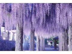 �����ӂ��܂�̎ʐ^1