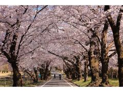 �ԏ��ʐ�{���̎ʐ^1