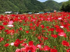 �V�_����@�|�s�[�Ϗ܂̎ʐ^1