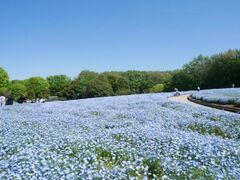 ���c�����u�ːX�ь����@�t�̂��Ԃ̌����̎ʐ^1