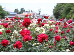 �΂�܂�2026�̎ʐ^1