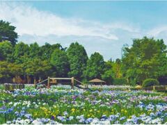 ���J�Ԃ��傤�ԉ��@�J���̎ʐ^1