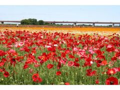 �����̂��Ԃ܂�̎ʐ^1