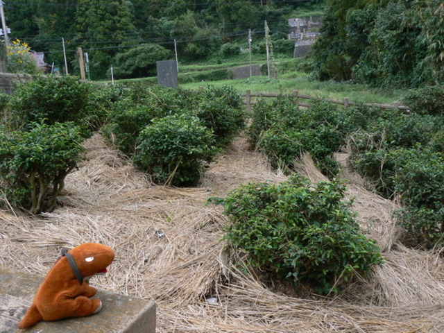 �Ă������p�p����̕y�t���̓��e�ʐ^1